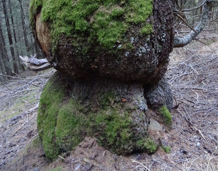 L'' abete di Pal Longa - Brez (TN) - Picea abies